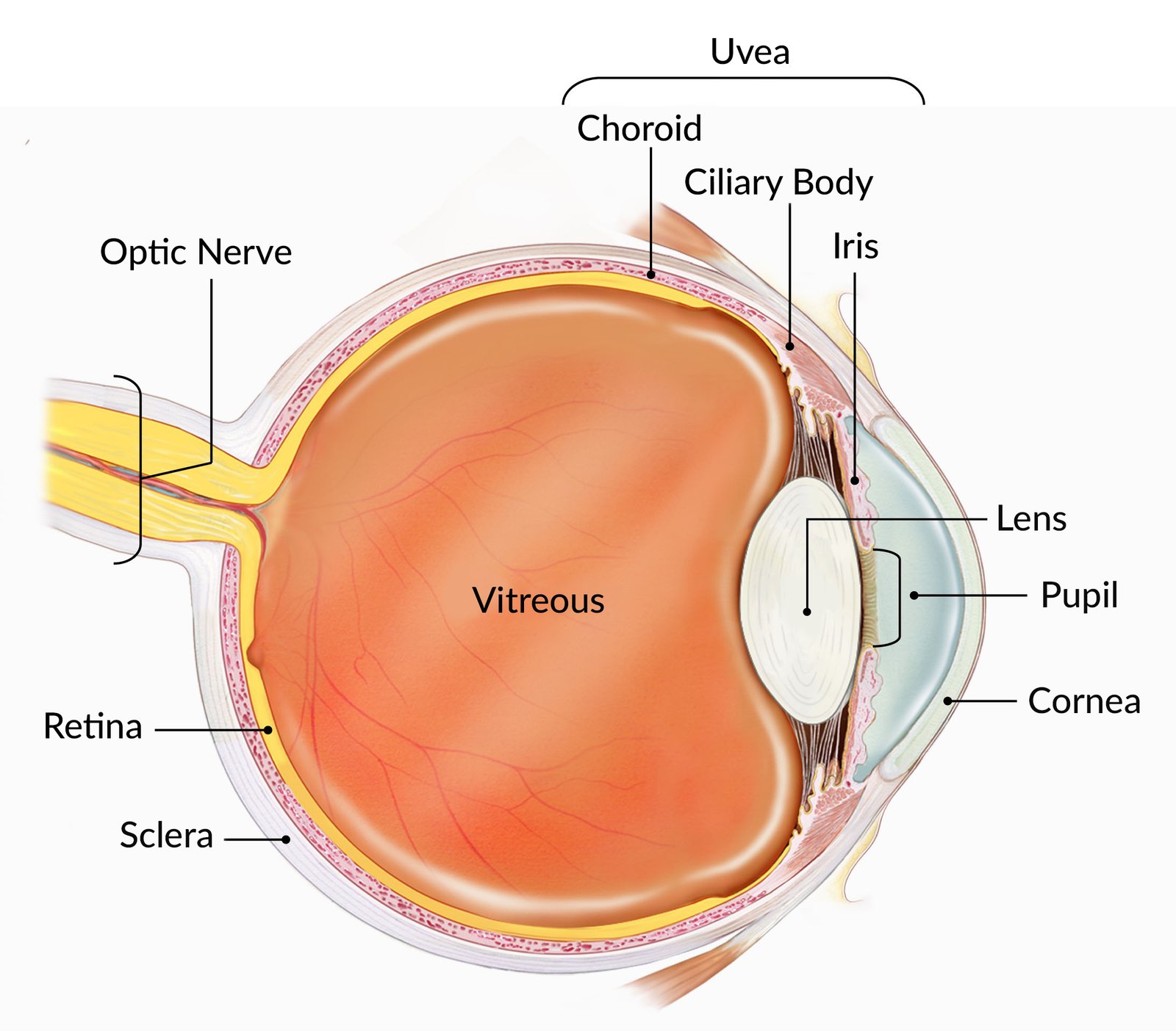 Labelled cross-section of the eye